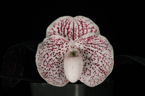 Paphiopedilum N.R. 'Rotunda'